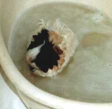 Fluffy in the bath